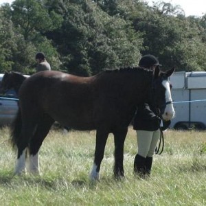 Inhand in young handler