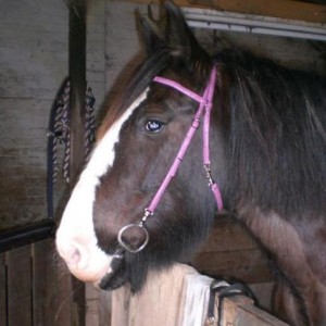 Modelling her new bridle