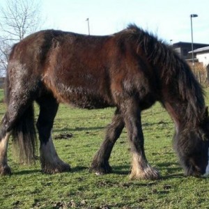Yes, I look like a wild hill pony. Problem?