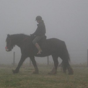 Theres a horse there somewhere
