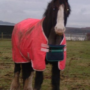 WHY am I wearing a bright pink rug?