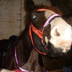 Can I have? Pleaselpleaseplease? Please can I have?