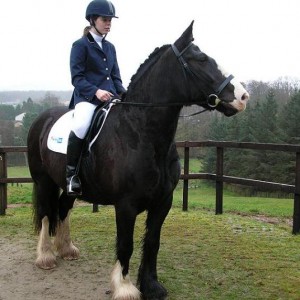 Are those cows coming to do dressage too?