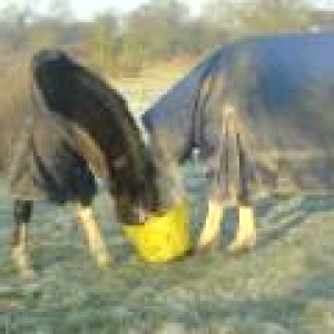 Sanyo and Fearn 15.02.08