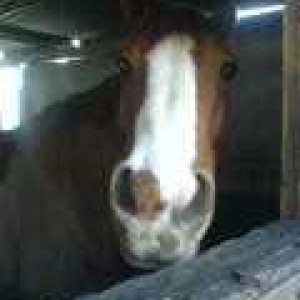 Sovereign stable 09.02.08