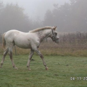Appy in the mist - first day at home