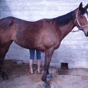 she came to us extremly skinny, look how good she looks now after 4 and abit months [nov 25th - april 11th] still got a way to go though