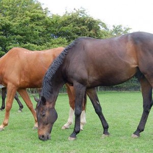 Clay & Roo