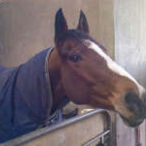 bonnie stable