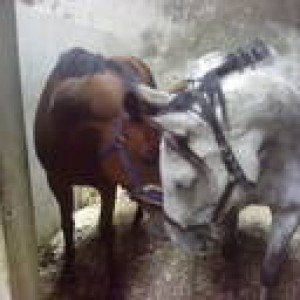 stable 3