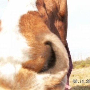 Large orange nose!