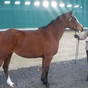 ILPH Karla (Bella) with Groom Lorriane