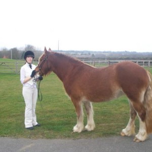ILPH Stella with her groom Sian