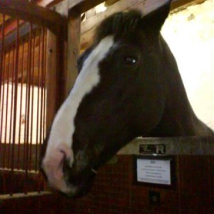 Max (ID x cob)