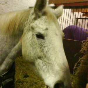 Whisper (ID x)