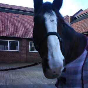 Bruno (Shire x)