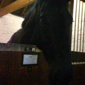 Rohan (ID x TB)