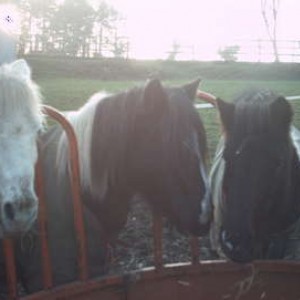 Tara, Jumble and Bramble