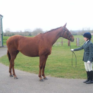 ILPH Inca with her groom Adele