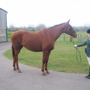 ILPH Inca with her Groom Adele