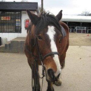 RS horse - Hero
