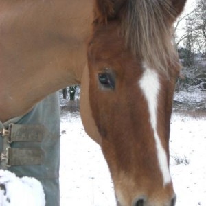 Snow 2008