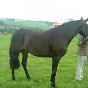 shiny clean horsey