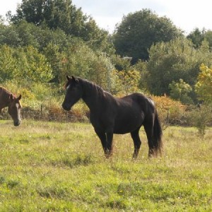 Ceryn and Shay in field