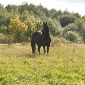 Ceryn in field looking nice