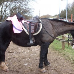 Ceryn in Exmoor Treefree saddle