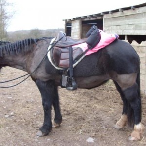 Ceryn in Exmoor Treefree Saddle