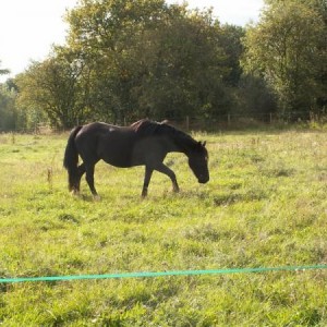 Ceryn in field