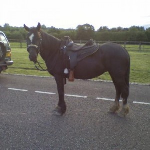 Ceryn in Barefoot Arizona Saddle