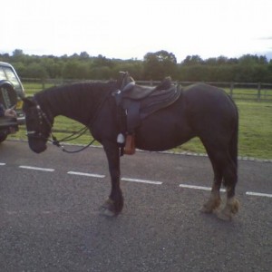 Ceryn in Barefoot Arizona Saddle