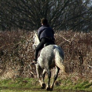 Cantering in the field