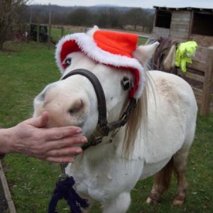 Susie in santa hat