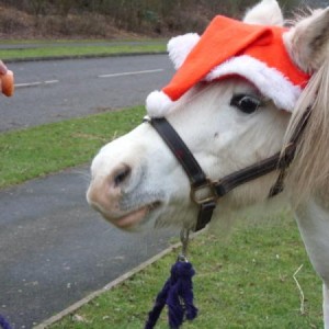 Susie in santa hat