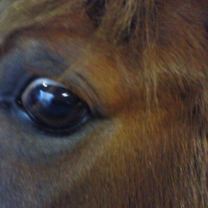 I SEE FOOD