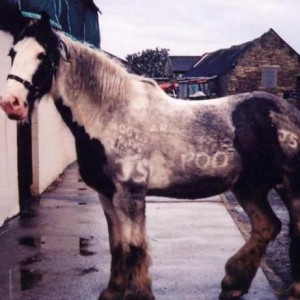 clop1