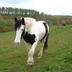 clop2