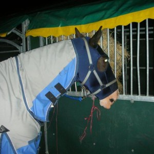 royal london show's midnight robber! 06'