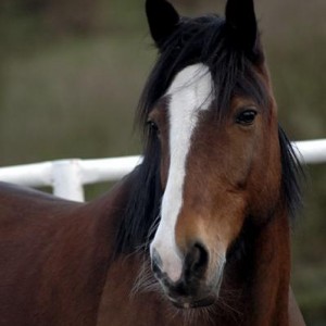 PrettyMare