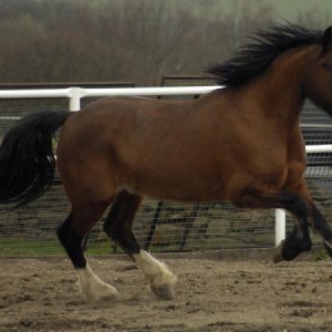 Hairy Cob