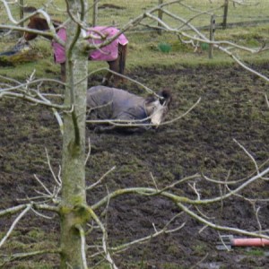 murphy having a roll