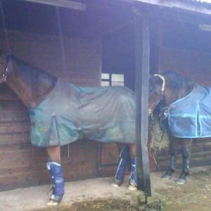 The first time they met, Dyl lets J know how its going to be by sticking his bum in his face!