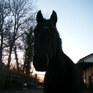 Piccy