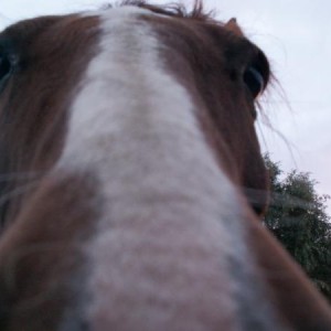 Shay nose