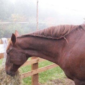 Shay running plait