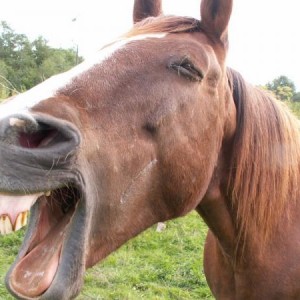 Shay yawn