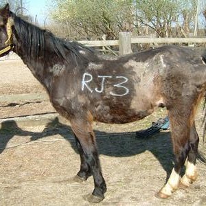 ILPH Milo when he arrived at one of our holding yards